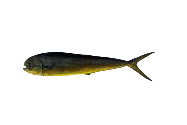 MAHI MAHI FISH (AAMBROSE)