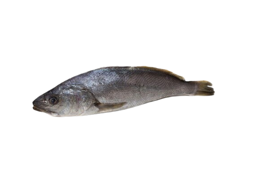 CROAKER FISH (MUSHKA)