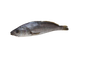 CROAKER FISH (MUSHKA)