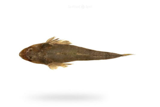 FLATHEAD (KUKKAR)