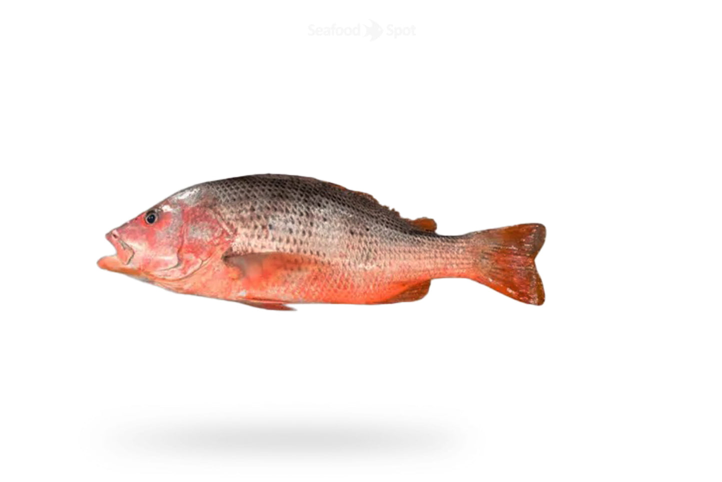 RED SNAPPER (HEERA)