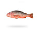 RED SNAPPER (HEERA)