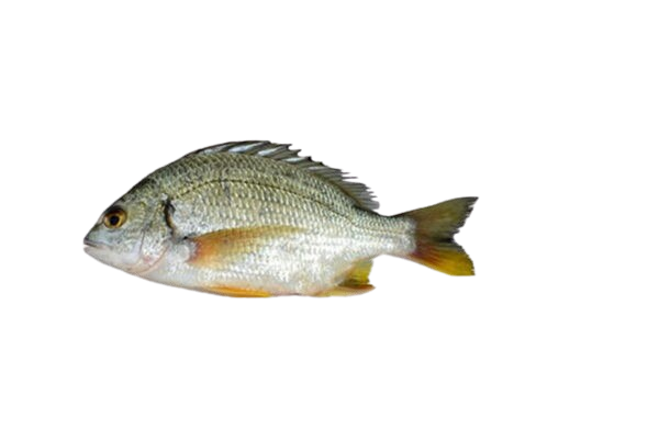 BREAM FISH (DANDIA)