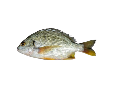 BREAM FISH (DANDIA)
