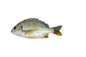 BREAM FISH (DANDIA)
