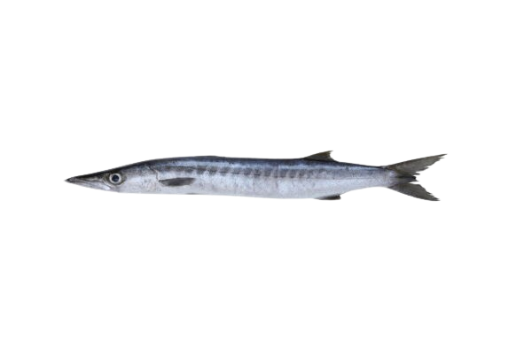 WHITE BARRACUDA (SAFAID KUND)