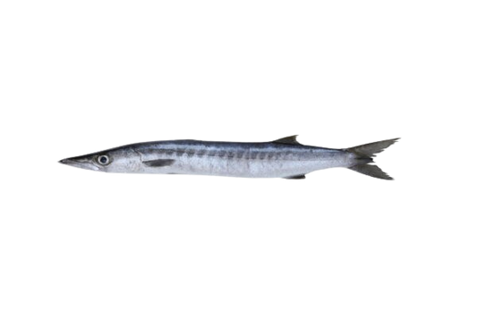 WHITE BARRACUDA (SAFAID KUND)