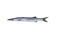 WHITE BARRACUDA (SAFAID KUND)