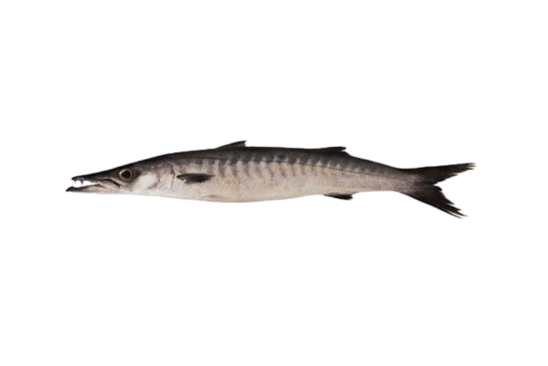BLACK BARRACUDA (KALA KUND)