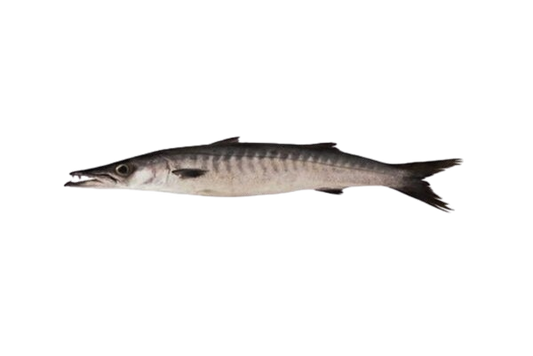 BLACK BARRACUDA (KALA KUND)